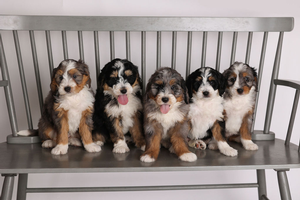 F1 Mini Bernedoodles